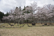含満公園・化地蔵の桜