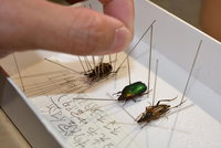 自然解説員が教える！昆虫標本教室